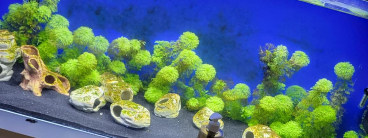 aquarium Grand