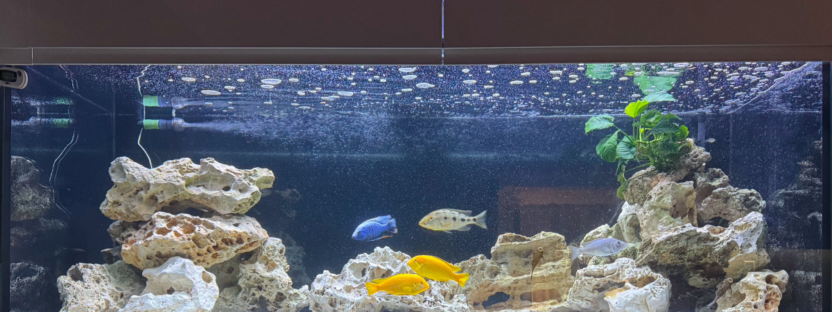 aquarium malawi 600