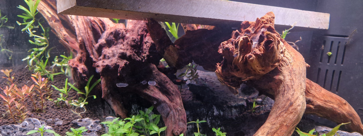 aquarium 50L