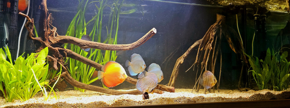 aquarium Bacs à Discus