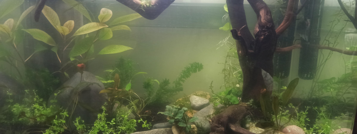 aquarium Aquascape crevettes 46 litres