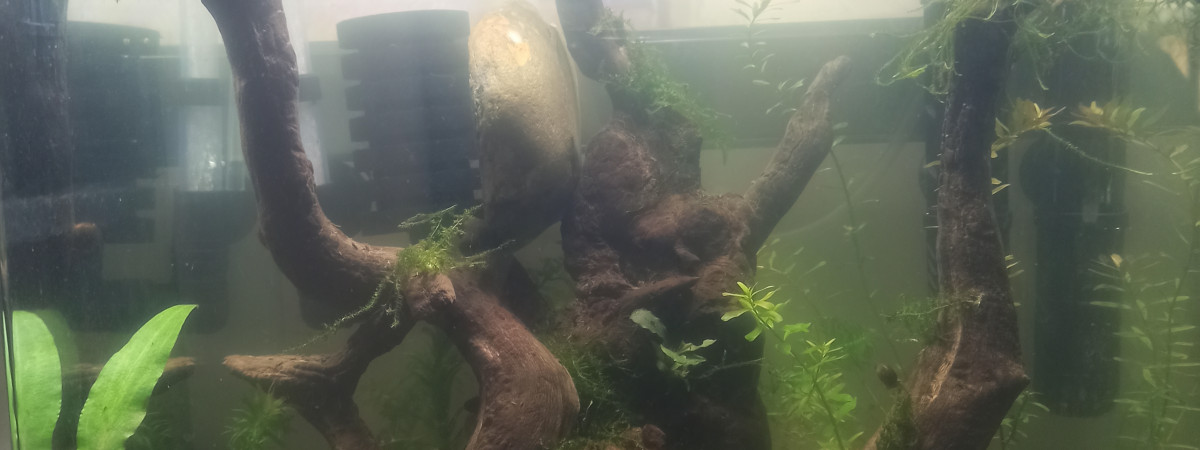 aquarium Aquascape crevettes 31 litres