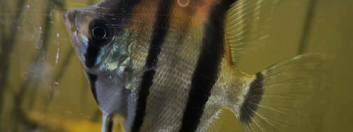 aquarium Amazonien