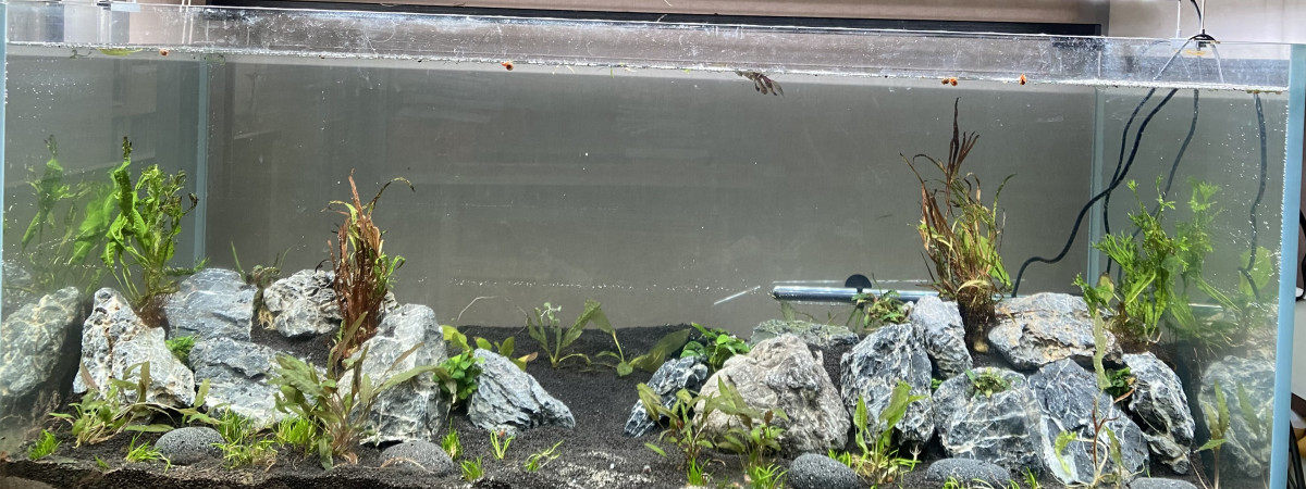 aquarium 360L renouveau