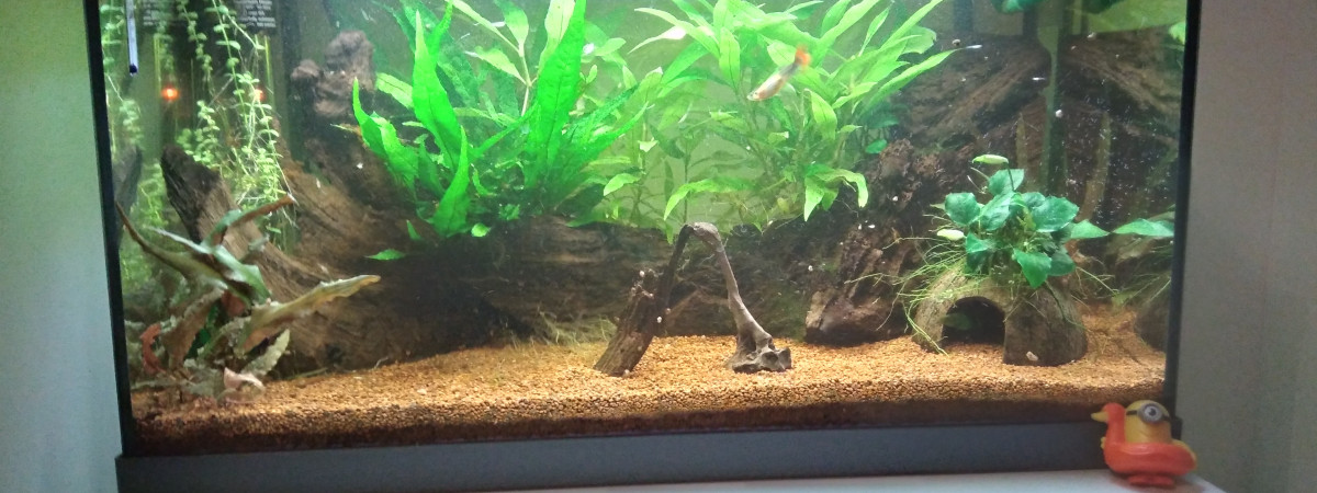 aquarium 50l Guppy Choucroute