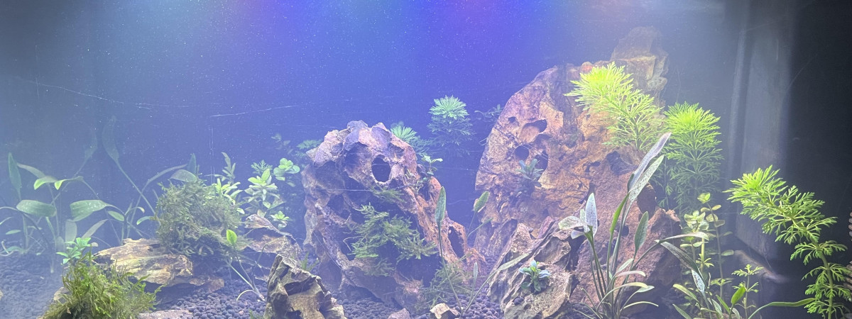 aquarium Aquarium 60L Quentin
