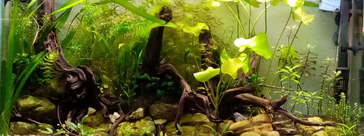aquarium 80 L planté