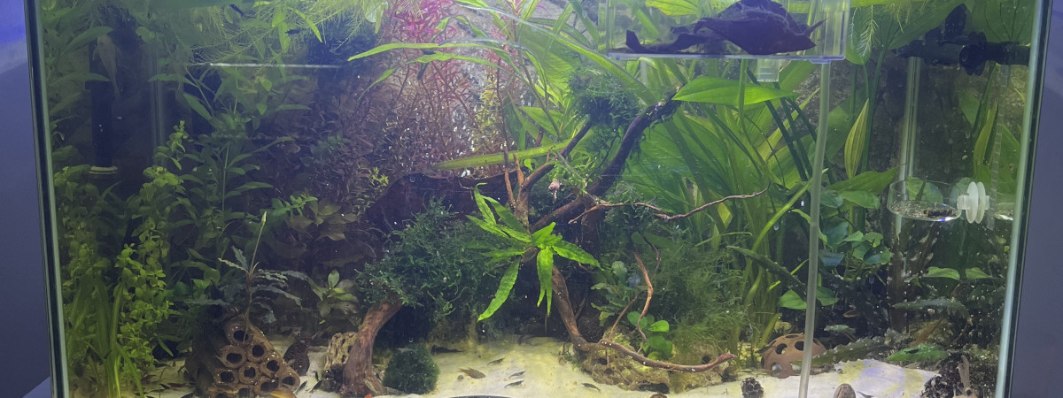 aquarium 110l