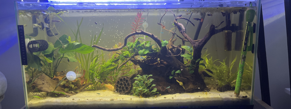 aquarium 100l