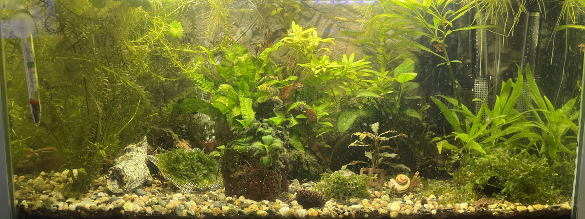 aquarium 60l