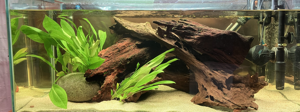 aquarium Sud américain