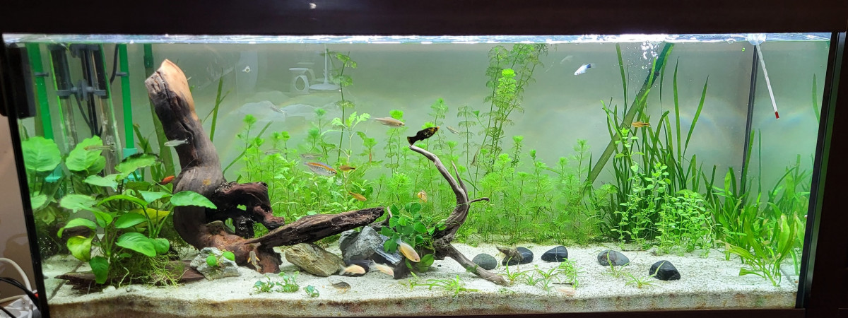 aquarium The forest