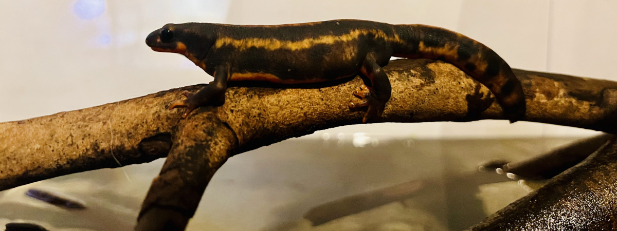 aquarium bac cynops ensicauda popei