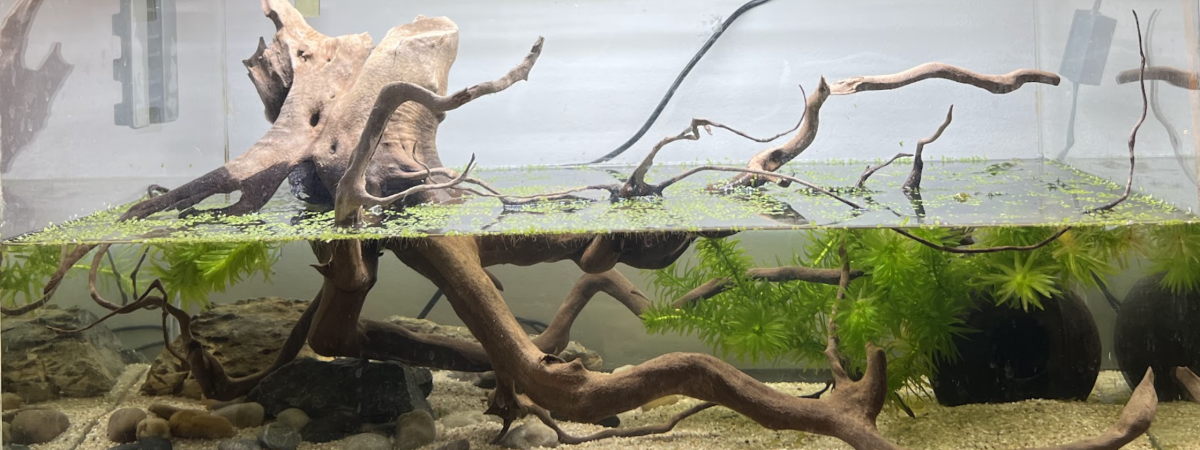 aquarium Bac Cynops pyrrhogaster