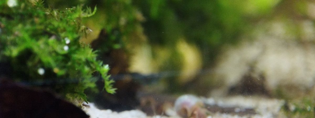 aquarium Le pico crevette