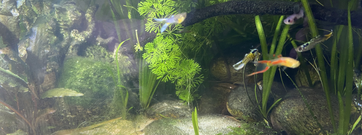 aquarium Aqua Séjour