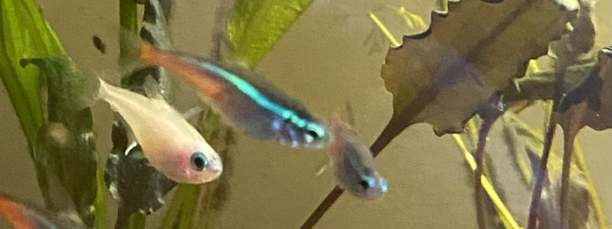 aquarium Aqua Chambre