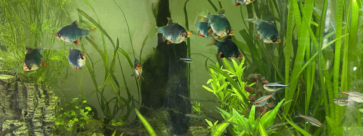 aquarium Aqua Cuisine