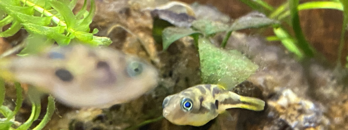 aquarium Aqua Cuisine Dondons