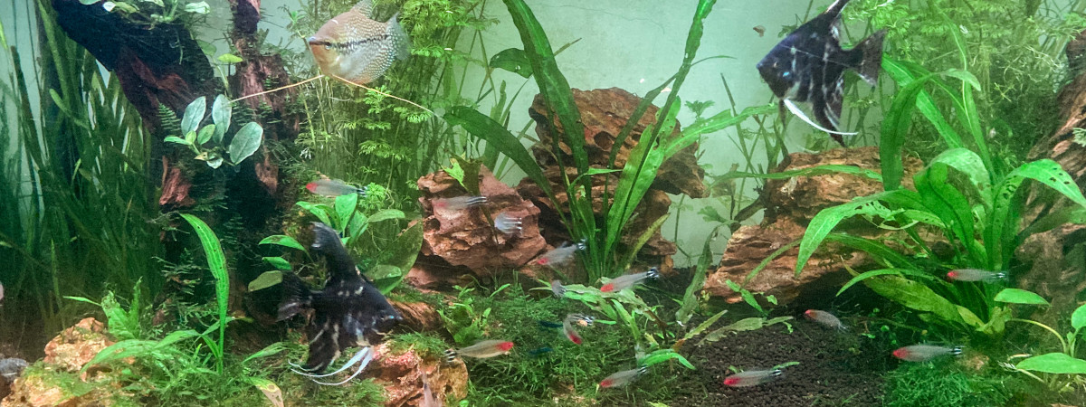 aquarium Aquarium pour Pterophyllum scalare