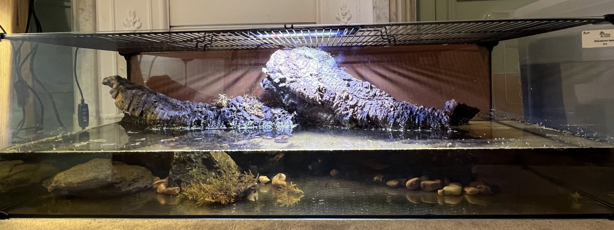 aquarium Aquaterrarium Kinosternon baurii