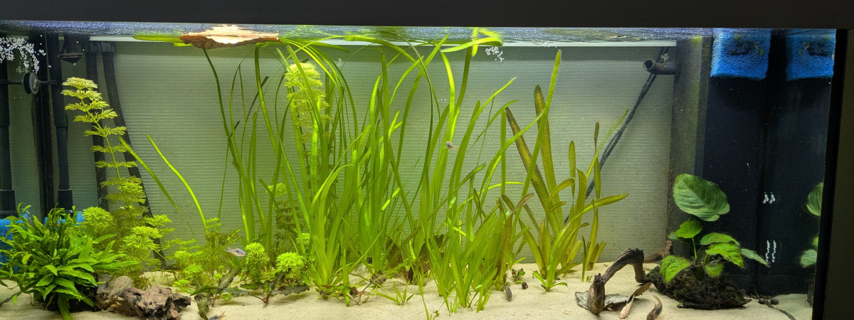 aquarium Rio 240 - Chambre