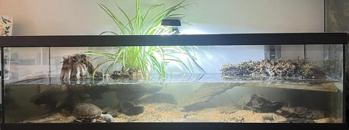 aquarium Aquaterrarium Sternotherus carinatus 1