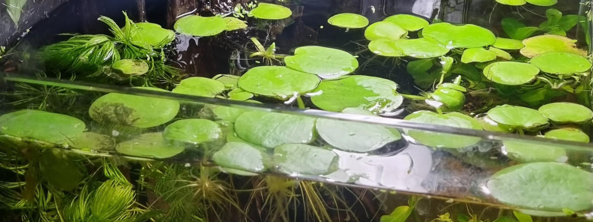 aquarium nano 25l
