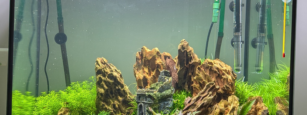 aquarium Jumgle Temple