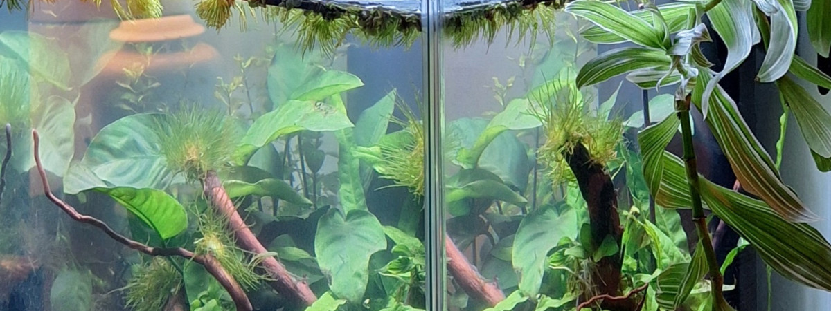 aquarium Nano 40l