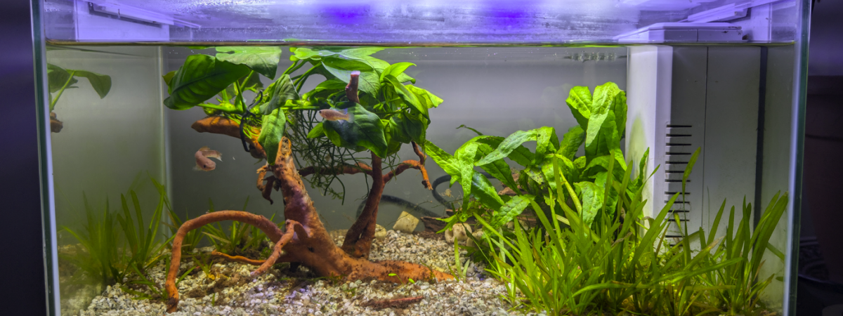 aquarium superfish home 30