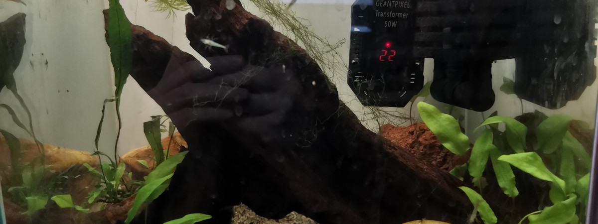 aquarium neocaridina davidi décolorées