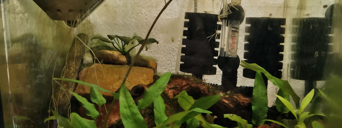 aquarium Bac de croissance Multidentata