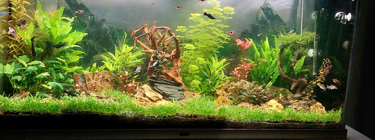 aquarium Bac 400l communautaire