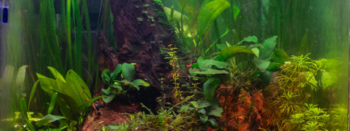 aquarium Nano cube 30 x 30 x 30 cm