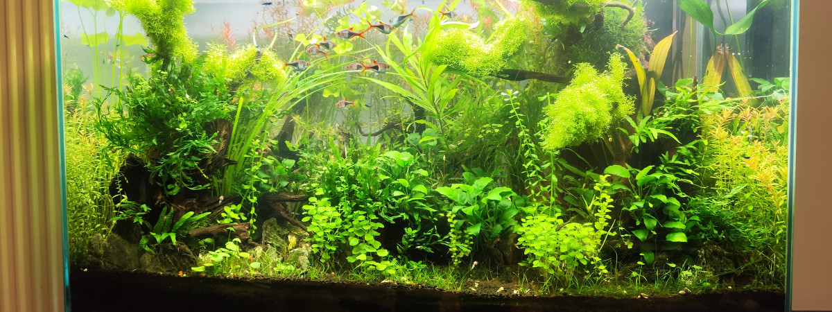 aquarium Bornéo aquascape jungle - Low Tech depuis 2023