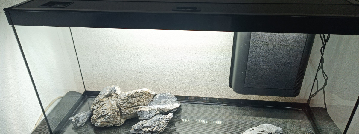 aquarium Tetras