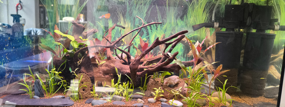 aquarium 60L