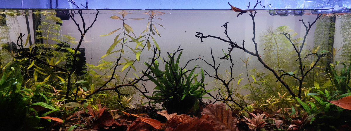 aquarium Biotope asiatique