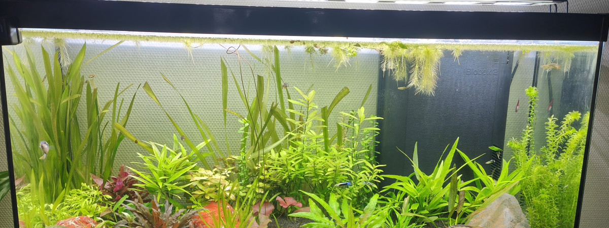 aquarium Salon