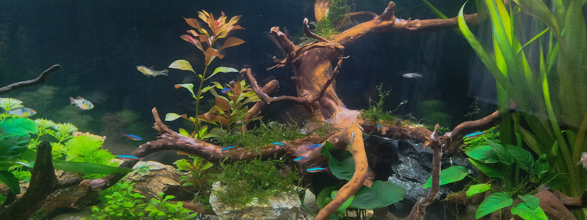aquarium Rio