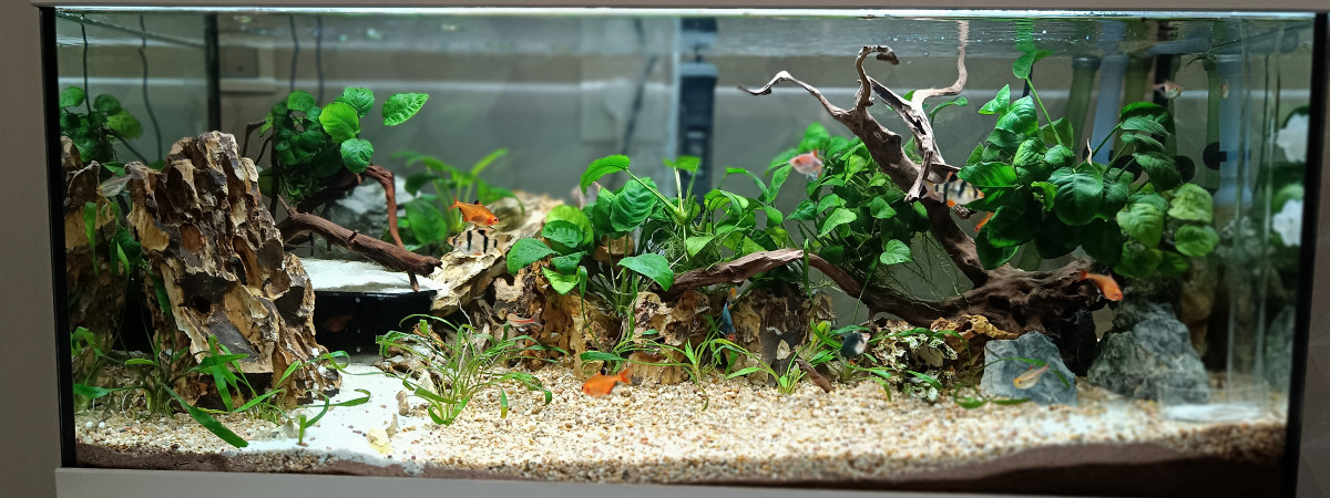 aquarium Aquarium RFMP