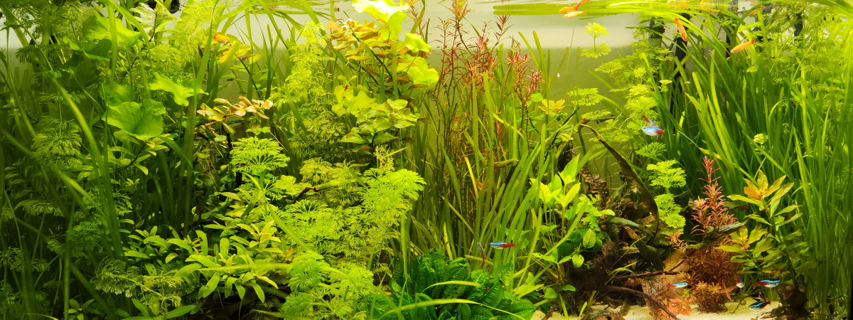 aquarium Bulle d Air