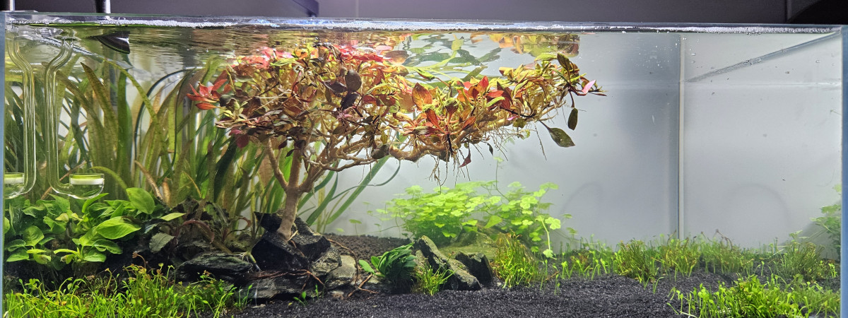 aquarium Aquascape 19L