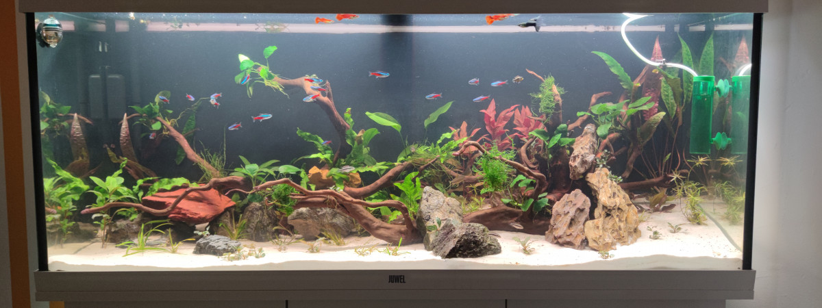 aquarium Juwel Rio 240L