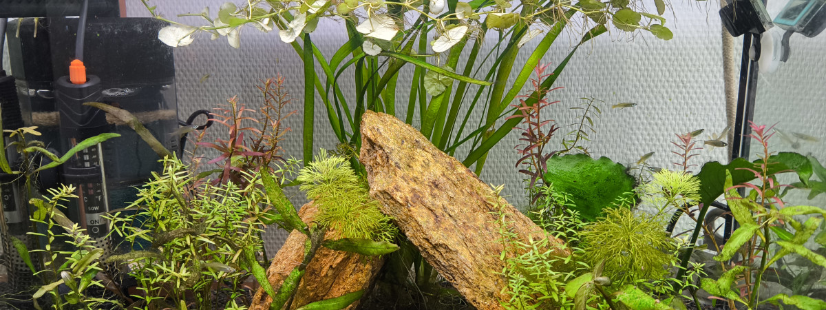 aquarium Tropicuarium55