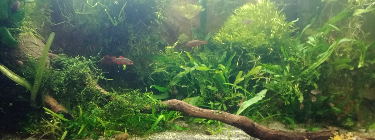 aquarium Le nano