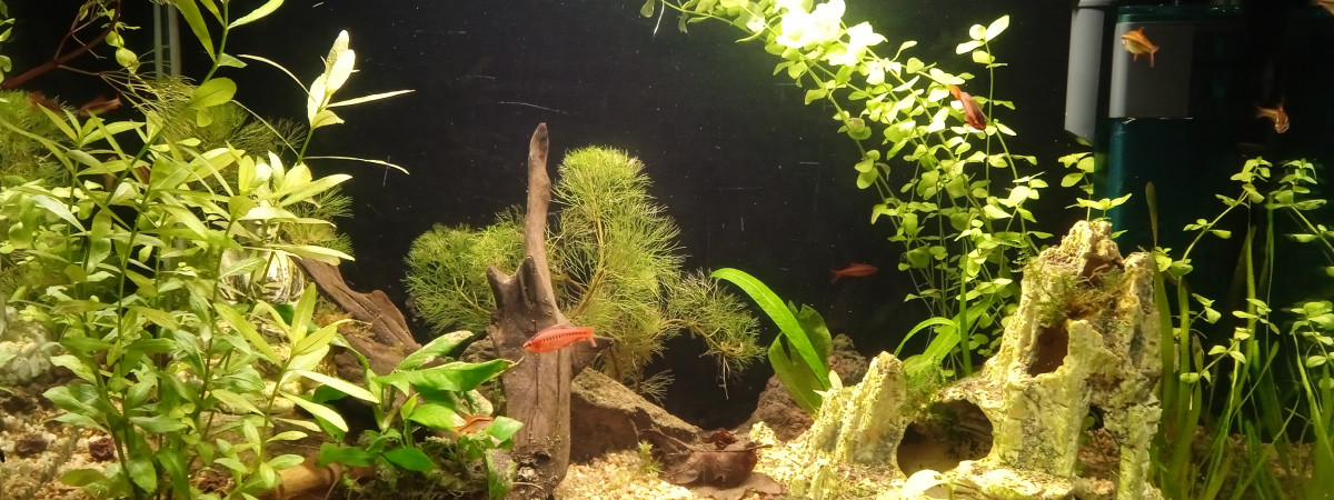 aquarium Biotope Asie