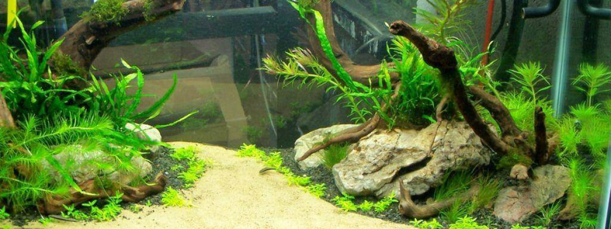 aquarium Spécifique guppy endler et platy
