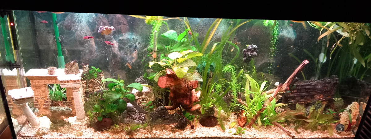 aquarium Aqua 2